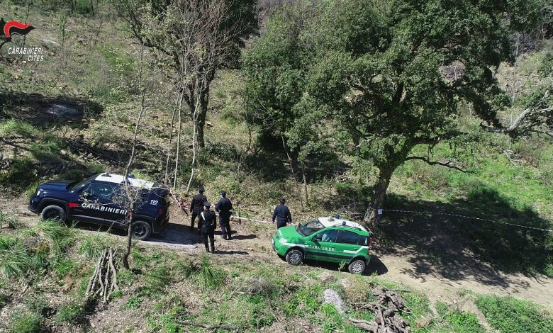 Carabinieri Forestali denunciano 4 persone e sequestrano oltre 35 esemplari di specie protette