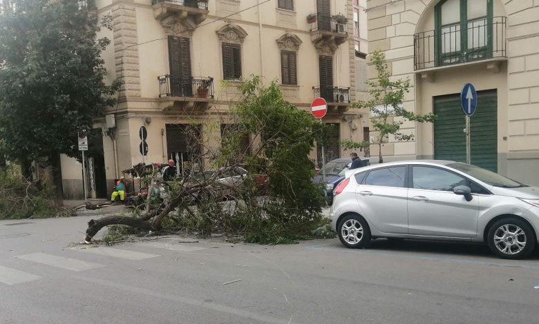 Maltempo a Palermo. Il forte vento purtroppo ha fatto strage di alberi che certamente non godevano di salute e nemmeno di manutenzione