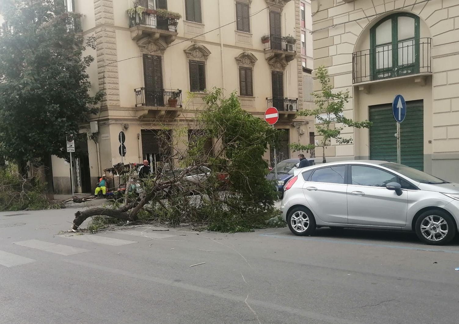 Maltempo a Palermo. Il forte vento purtroppo ha fatto strage di alberi che certamente non godevano di salute e nemmeno di manutenzione