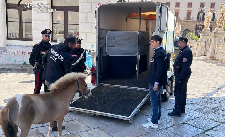 Trovato dai Carabinieri uno dei due Pony della corsa clandestina