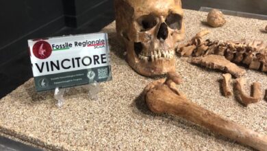 Lo scheletro di Thea, la “prima donna di Sicilia”, custodito al Museo Gemmellaro di UniPa eletto Fossile Regionale