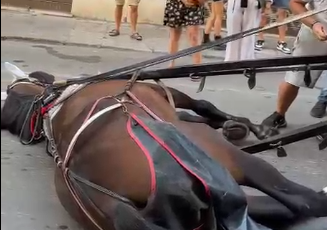 Tragedia a Palermo: Associazioni Animaliste Richiedono Giustizia e Chiarezza per Cavallo Deceduto - Intervento dell'Assessore Pennin